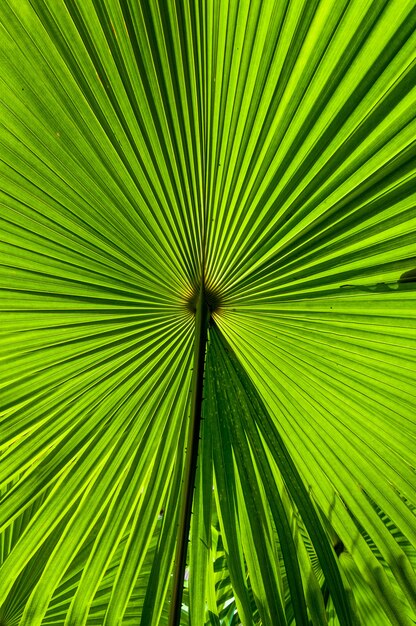 美しい植物のユニークな葉