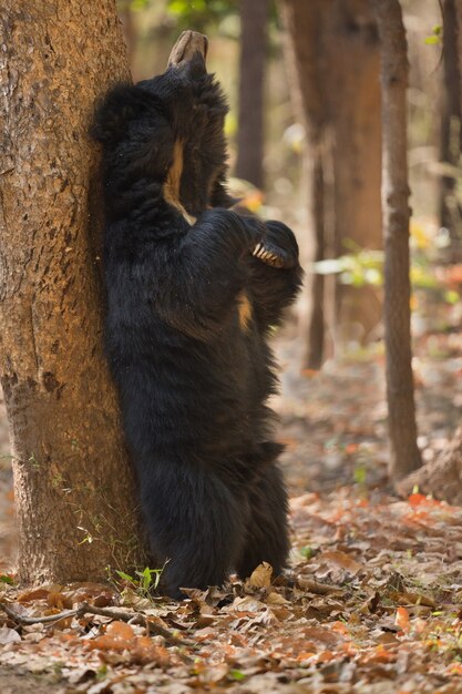 インドのナマケグマのユニークな写真