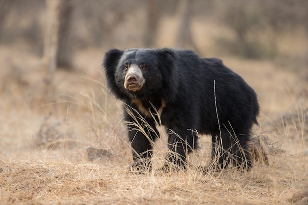 インドのナマケグマのユニークな写真