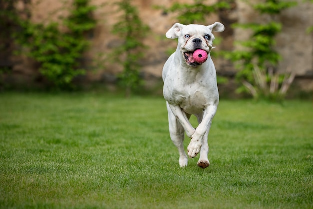 Unique white german boxer 