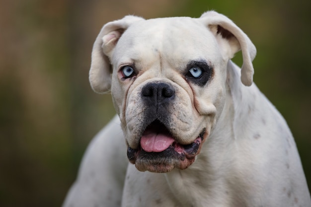 Unique white german boxer 