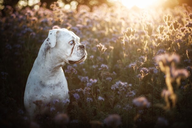 Unique white german boxer 