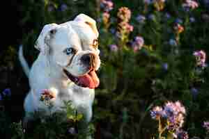 Free photo unique white german boxer