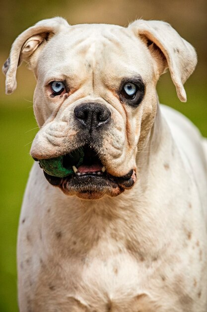 Unique white german boxer 