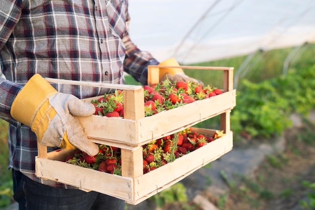 Agricoltore irriconoscibile in abbigliamento casual che trasporta cassa piena di fragole appena raccolte