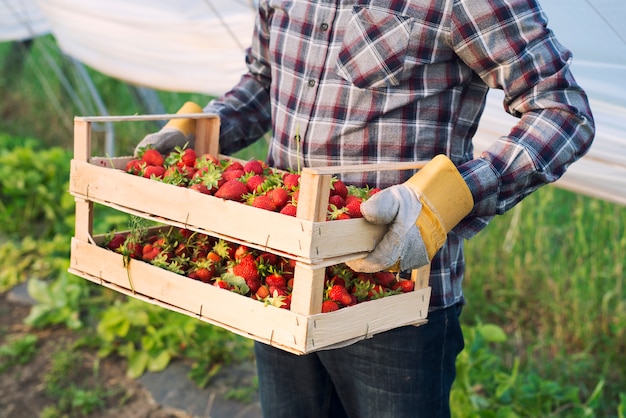 Unrecognizable farmer in casual clothing carrying crate full of freshly harvested strawberries