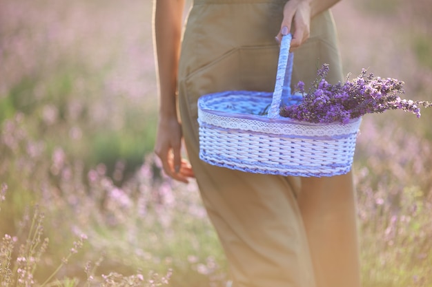 Unrecognizable girl holding basket lavender flowers