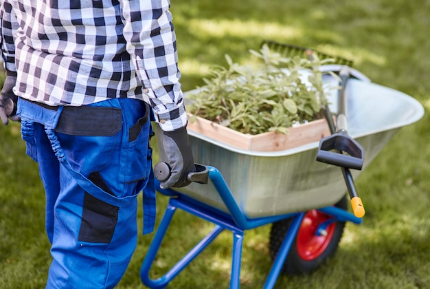 Unrecognizable man psushing wheelbarrow full of seedling