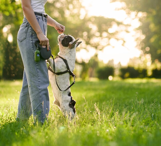 Unrecognizable woman feeding french bulldog in park