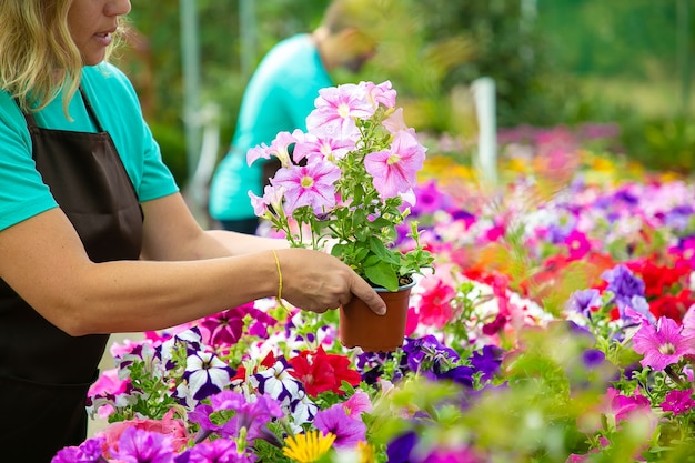 Unrecognizable woman holding flower pot in garden or greenhouse. Two professional gardeners in aprons working with blooming flowers in pots. Selective focus. Gardening activity and summer concept