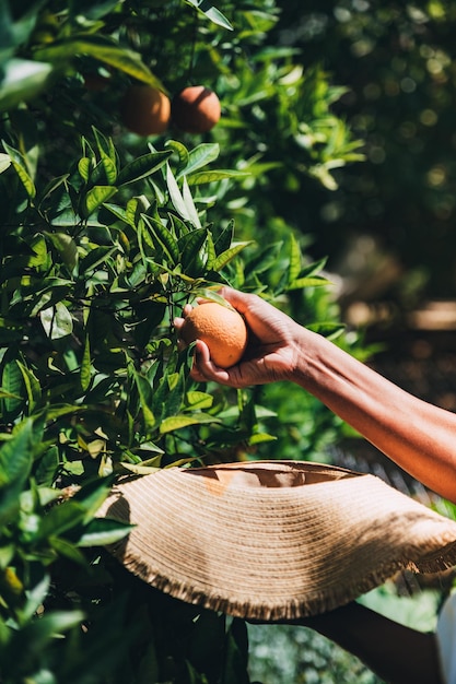Unrecognizable woman picking orange fruit in garden