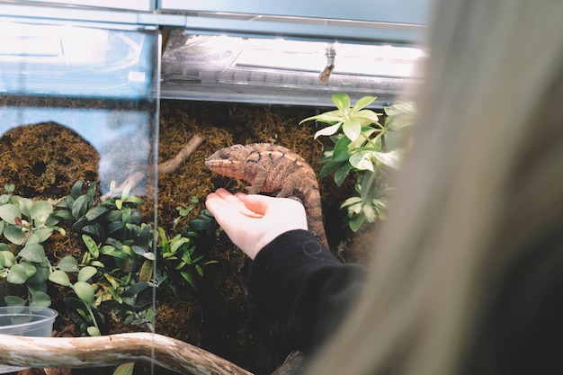 Unrecognizable woman touching chameleon