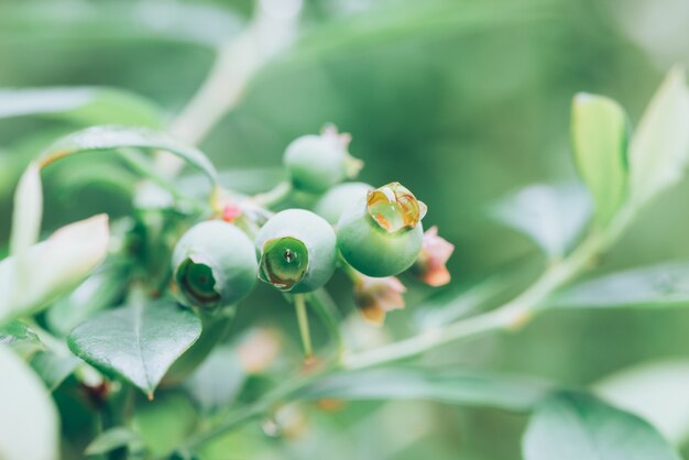 unripe blue berries on the tree