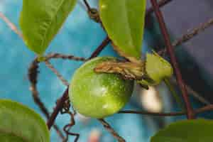 Free photo unripe passon fuit