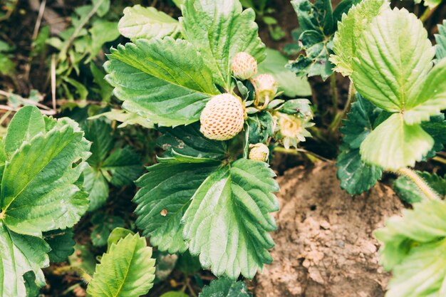 Unripe strawberry on plant
