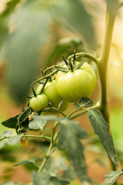 Unripe tomatoes with different dimensions