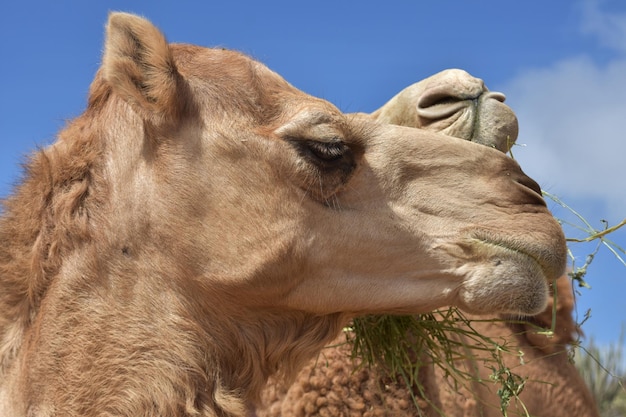 Up close look into the profile of a camel.