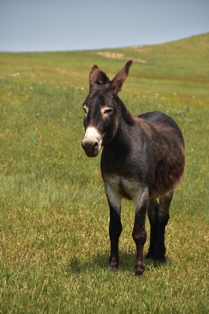 Up close look at a wild brown burro in a field.