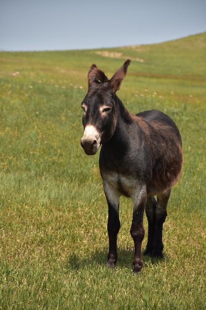 Up close look at a wild brown burro in a field.