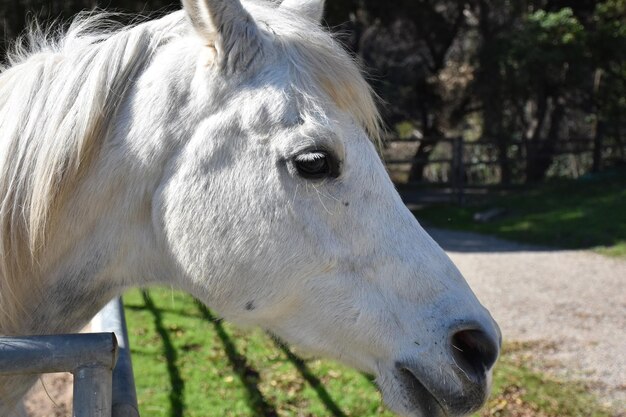 Up close side profile of a white horse in a turn out.