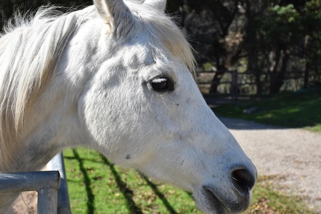 Up close side profile of a white horse in a turn out.