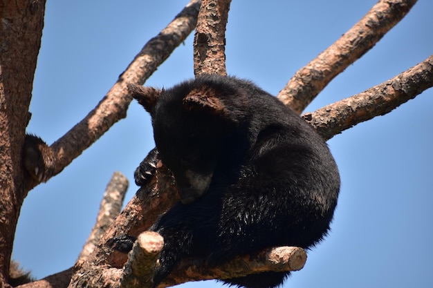 Up close with a baby black bear cub sitting on a tree branch