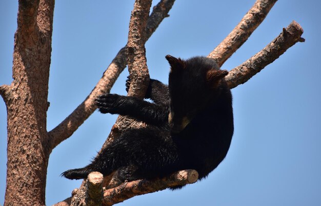 夏に枝に座っているツキノワグマの子と間近で