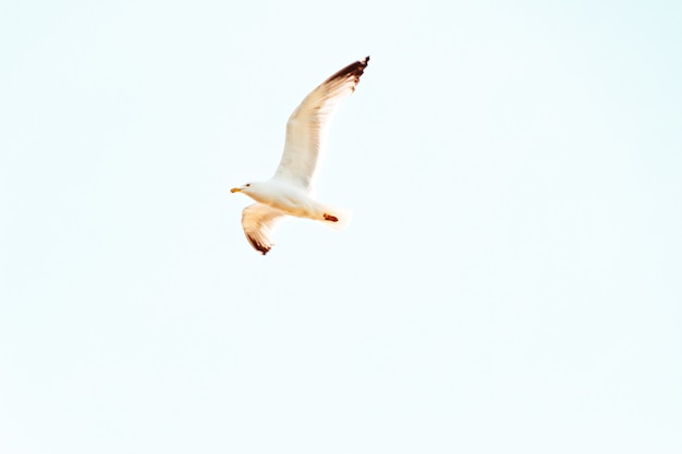 Free photo upshot of a seagull flying overhead on a sunny day with clear blue sky