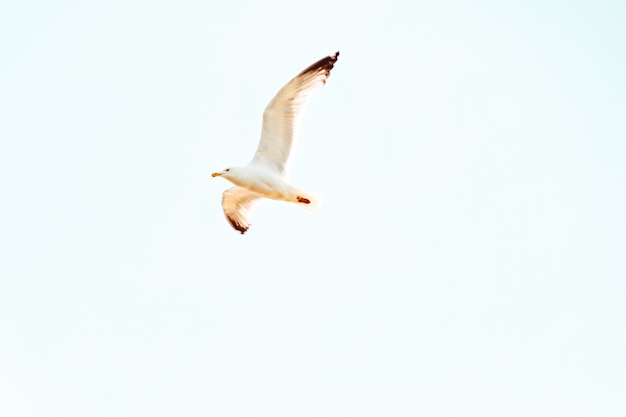 Upshot of a seagull flying overhead on a sunny day with clear blue sky