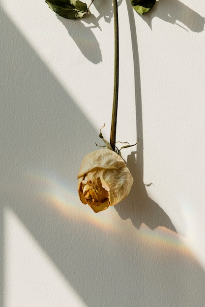 벽에 거꾸로 흰 장미 무료 사진