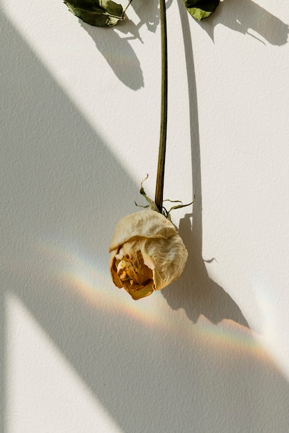 Free photo upside down white rose on a wall