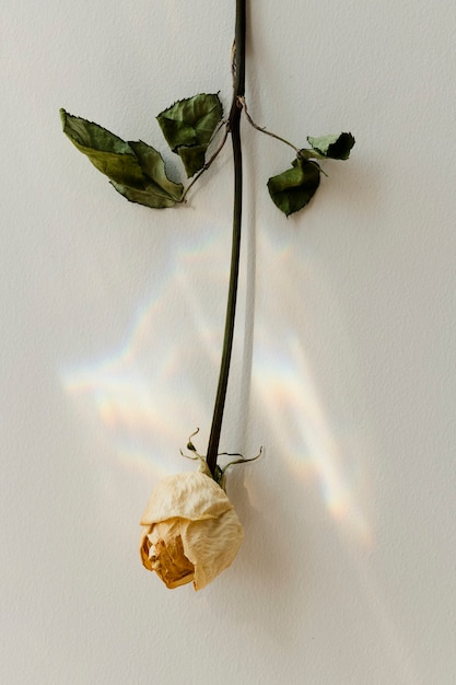 Free photo upside down white rose on a wall