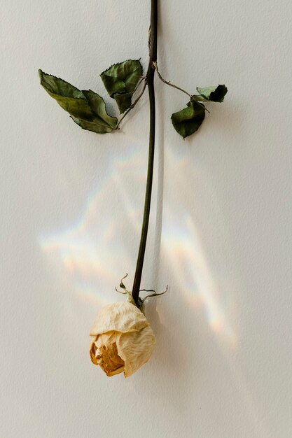 Перевернутая белая роза на стене