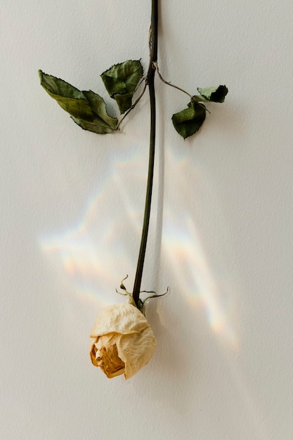 Upside down white rose on a wall