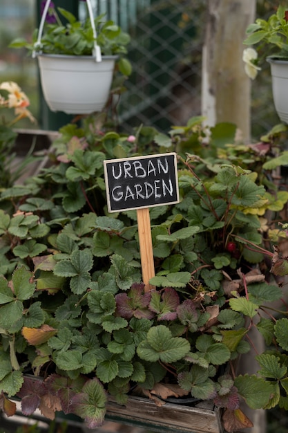 Urban garden with beautiful plants