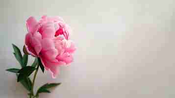 Free photo valentines day postcard with one pink peony on white background