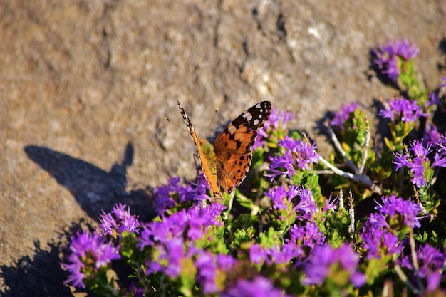 Free photo vanessa cardui butterfly collecting pollen on mediterranean thyme shrub