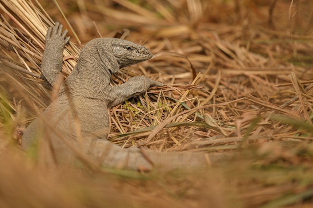 varanus bengalensis 모니터 도마뱀 자연 서식지 인도의 야생 생물