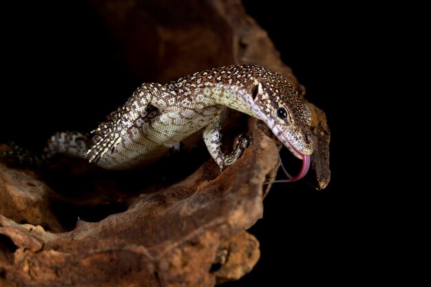 Varanus Nebulosus lizard climbing on wood