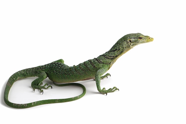 Varanus prasinus lizard isolated on white background Varanus prasinus closeup