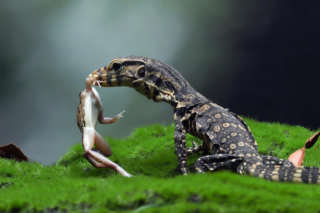 Varanus salvator lizard eating frog on moss