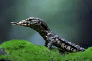 Foto gratuita lucertola varanus salvator che mangia rana su muschio