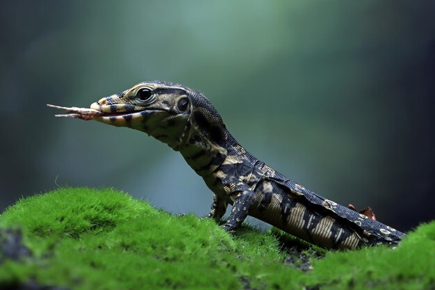 コケにカエルを食べるバラヌスサルヴァトールトカゲ