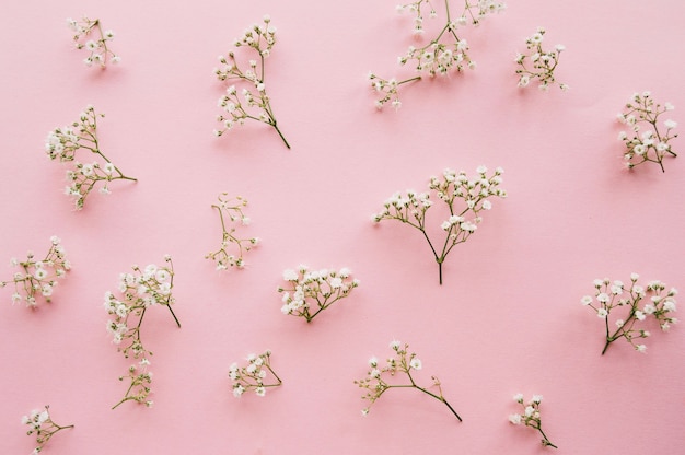 Free photo variation of little baby's breath flowers on a light pink background