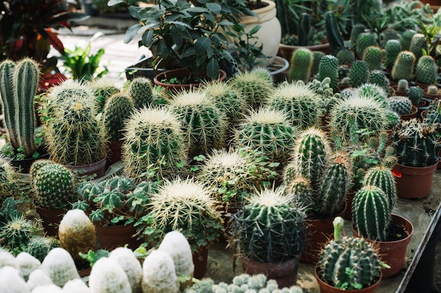 Foto gratuita varietà di cactus spinoso in serra