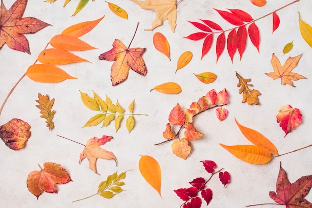 Variety of autumn leaves top view