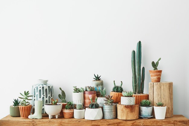 Variety of cacti and succulents for home decor