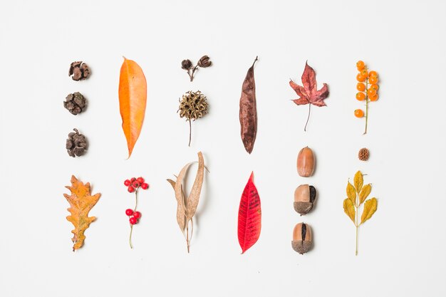 Variety of colorful autumn leaves