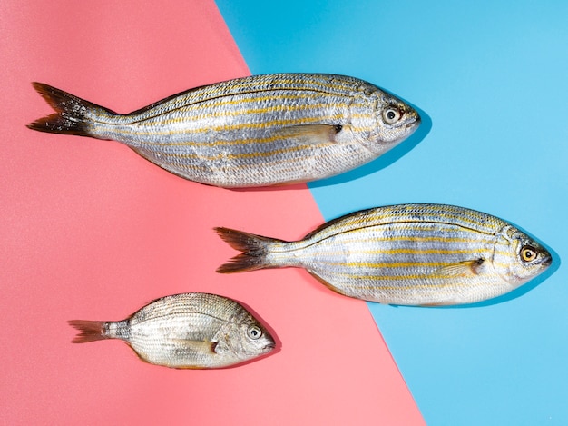 Variety of fresh fishes with gills