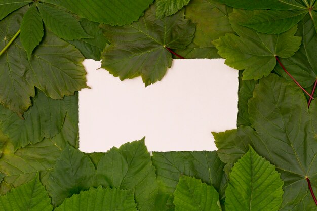 Variety of green leaves with mock-up space